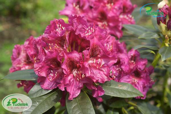 Rhododendron Olin o Dobbs